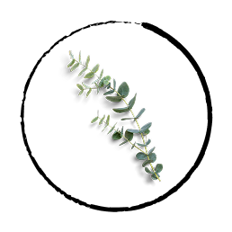 eucalyptus eucalyptus