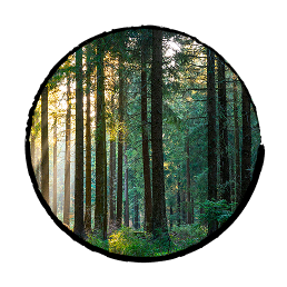 foret foret